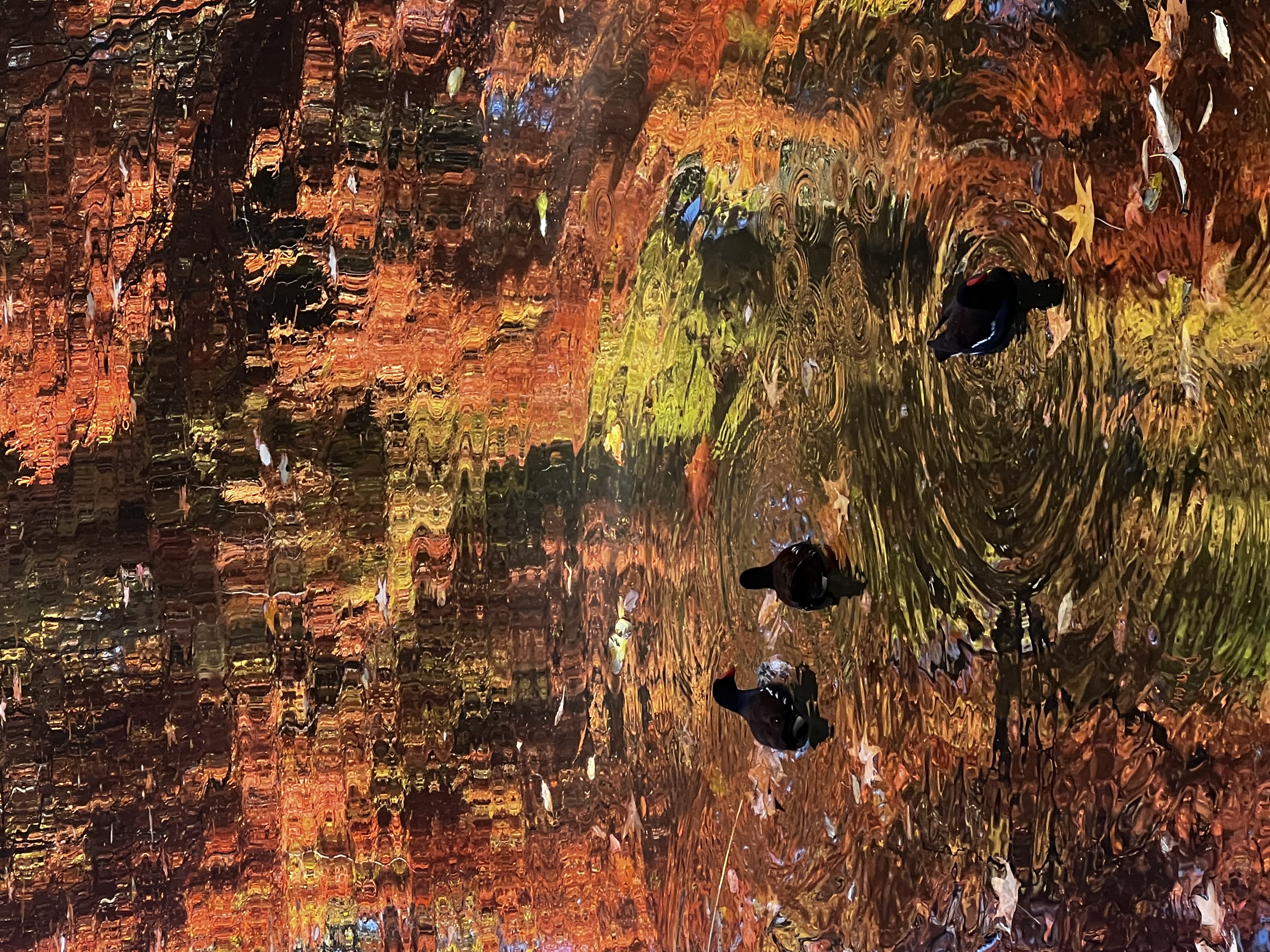 Autumn Reflections
